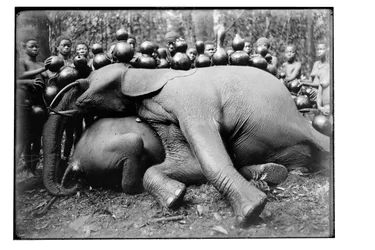 Elefante, c.1910